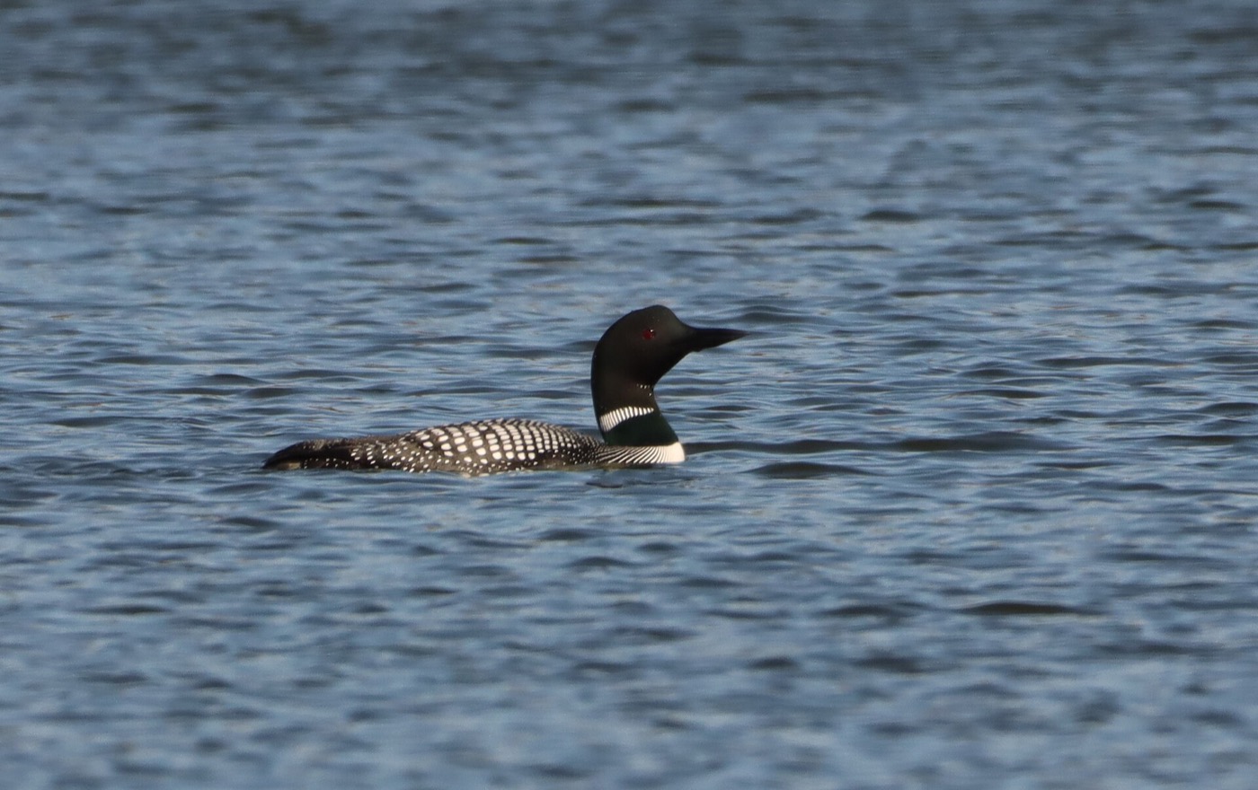 Common loon swimming