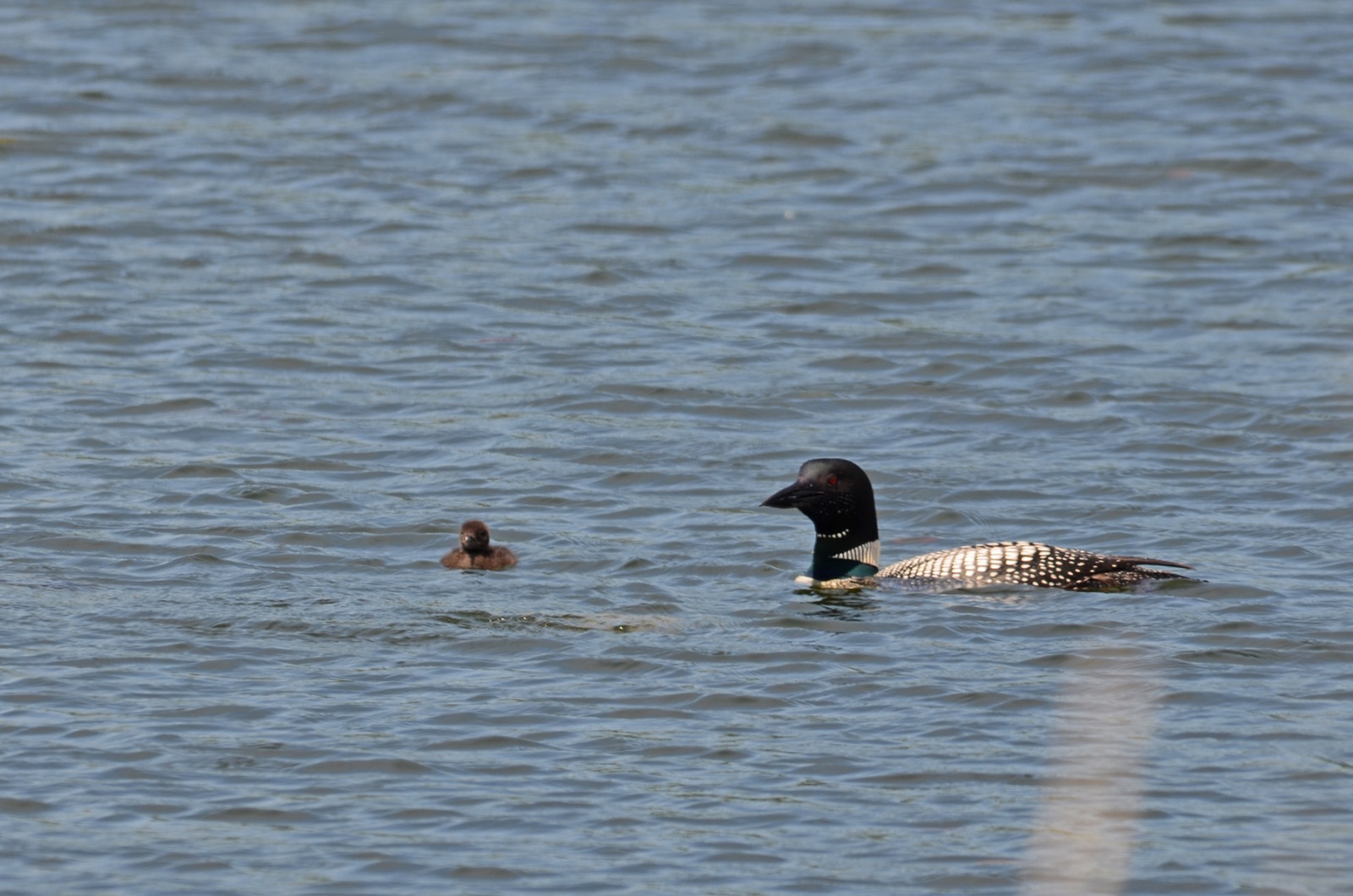 Common loon carrying a downy chick on its back